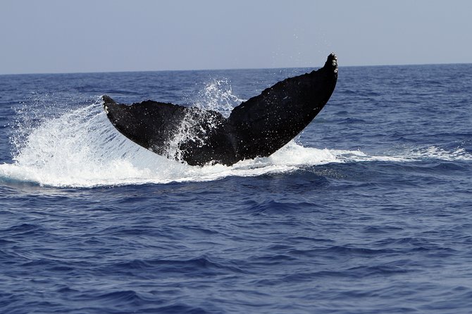 Zodiac Raft Whale Watching Adventure - Searching the cobalt horizon for humpbacks