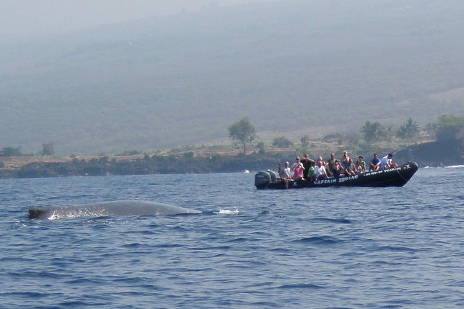 Zodiac Raft Whale Watching Adventure - Dolphins, turtles, rays, and other ocean life