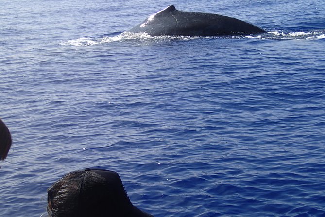Zodiac Raft Whale Watching Adventure - What the Zodiac ride feels like in practice