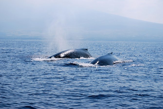 Zodiac Raft Whale Watching Adventure - The crew can make or break the morning