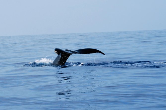Zodiac Raft Whale Watching Adventure - Hearing the whales with a hydrophone