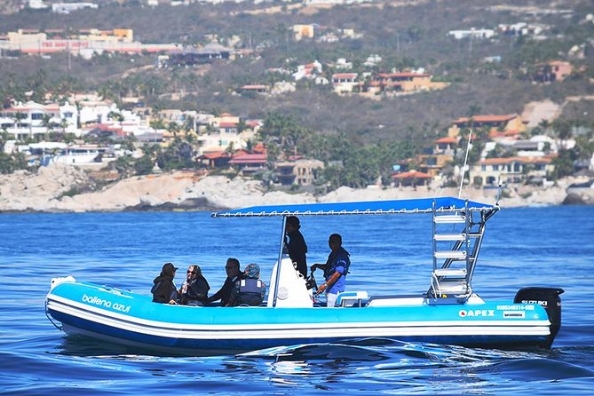ZODIAC Whale Watch Tour | Cabo San Lucas | Biologist | FREE Pics - Why this Cabo whale tour feels different