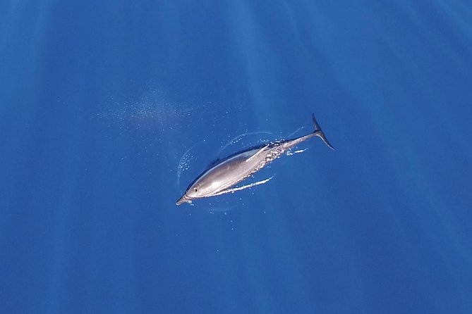 ZODIAC Whale Watch Tour | Cabo San Lucas | Biologist | FREE Pics - Searching for humpbacks in a nimble zodiac