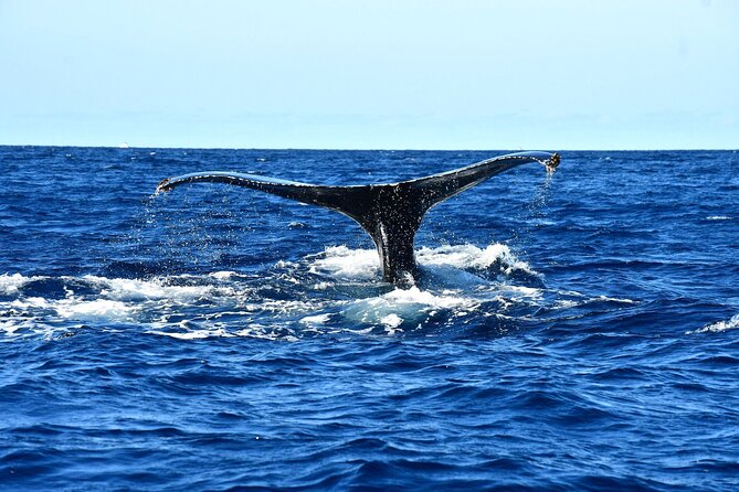 ZODIAC Whale Watch Tour | Cabo San Lucas | Biologist | FREE Pics - Humpbacks, dolphins, turtles, and rays