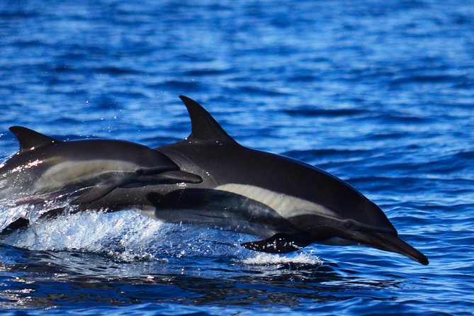 ZODIAC Whale Watch Tour | Cabo San Lucas | Biologist | FREE Pics - Hearing a whale through the hydrophone