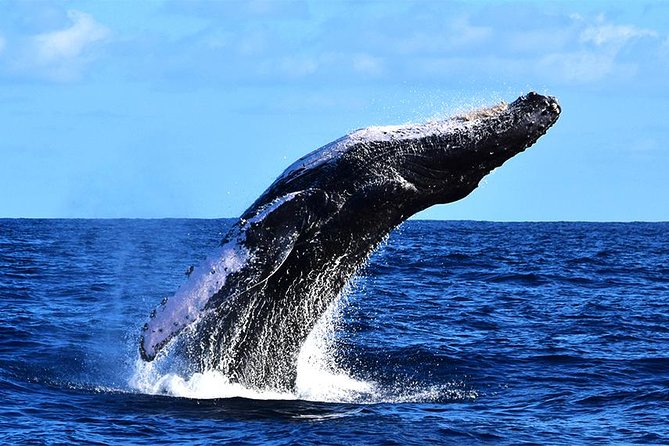 ZODIAC Whale Watch Tour | Cabo San Lucas | Biologist | FREE Pics - What the $109 price actually buys