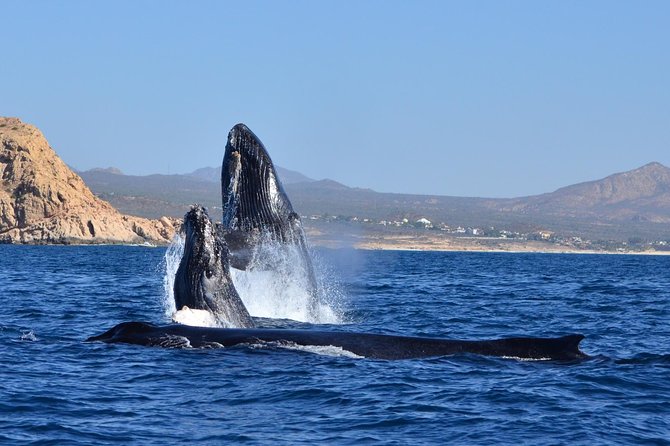 ZODIAC Whale Watch Tour | Cabo San Lucas | Biologist | FREE Pics - Boat comfort, timing, and what to bring