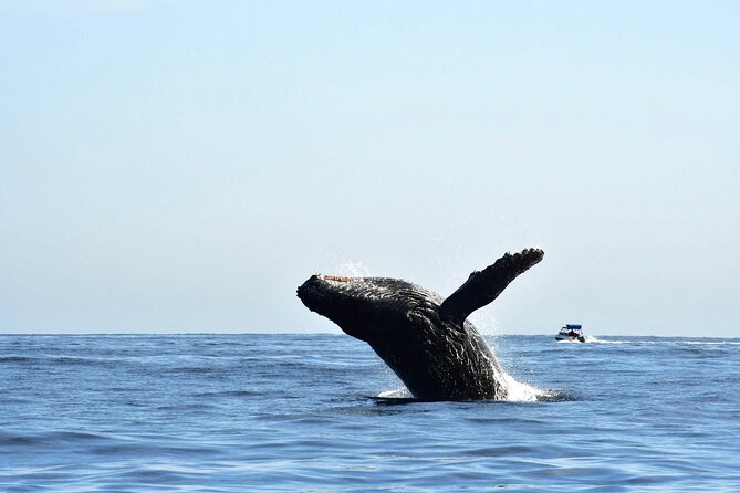 ZODIAC Whale Watch Tour | Cabo San Lucas | Biologist | FREE Pics - Leaving the marina for Cabo’s famous rock sights